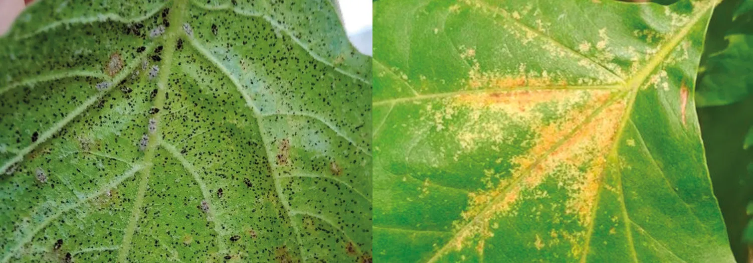 Figure 2: Underside of leaf covered in plane lace bug adults, nymphs and frass droplets (left). Top of leaf with stippling damage (right).