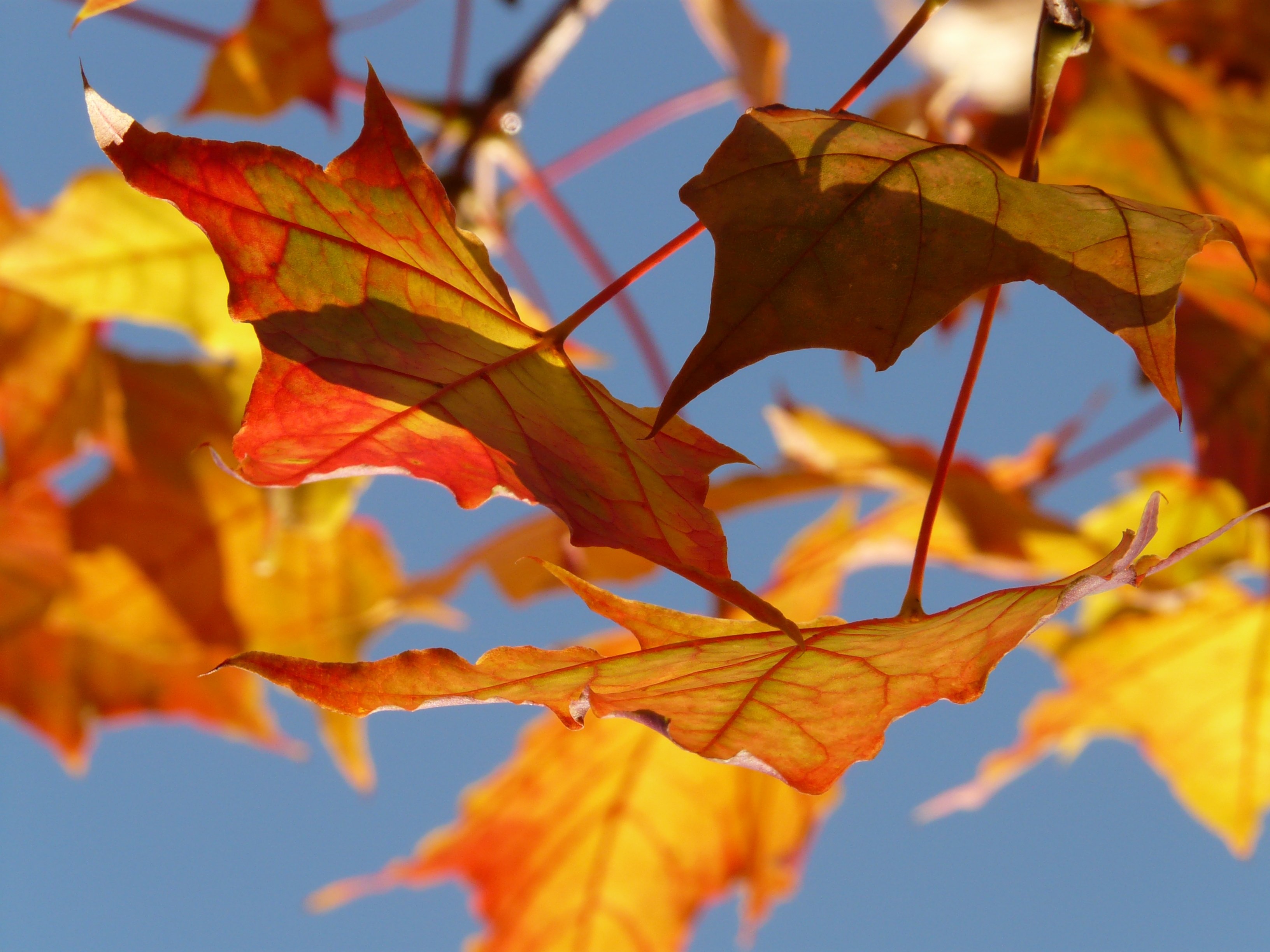 Hans Autumn 10484