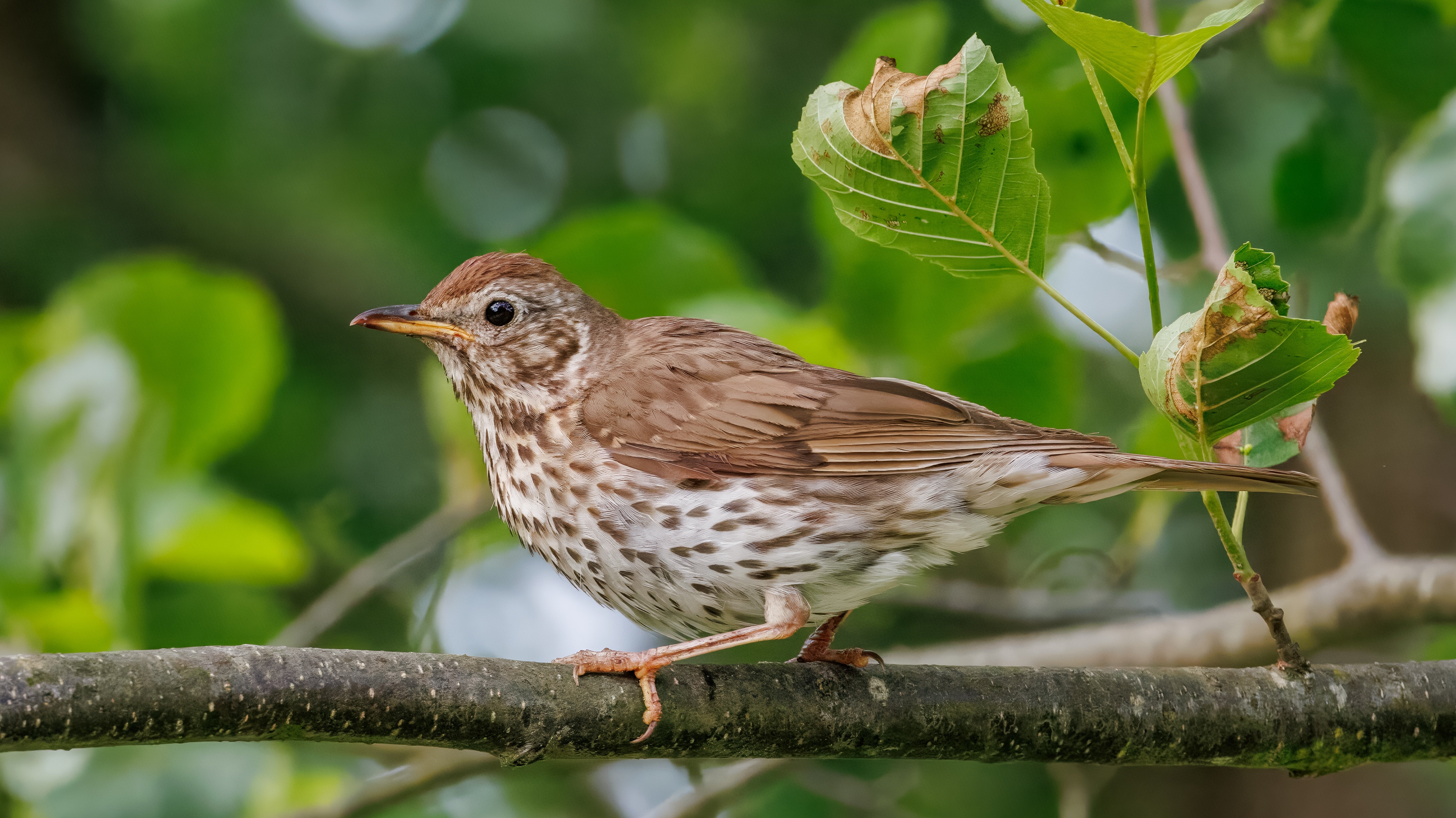 Ritt Photo Bird 8083971