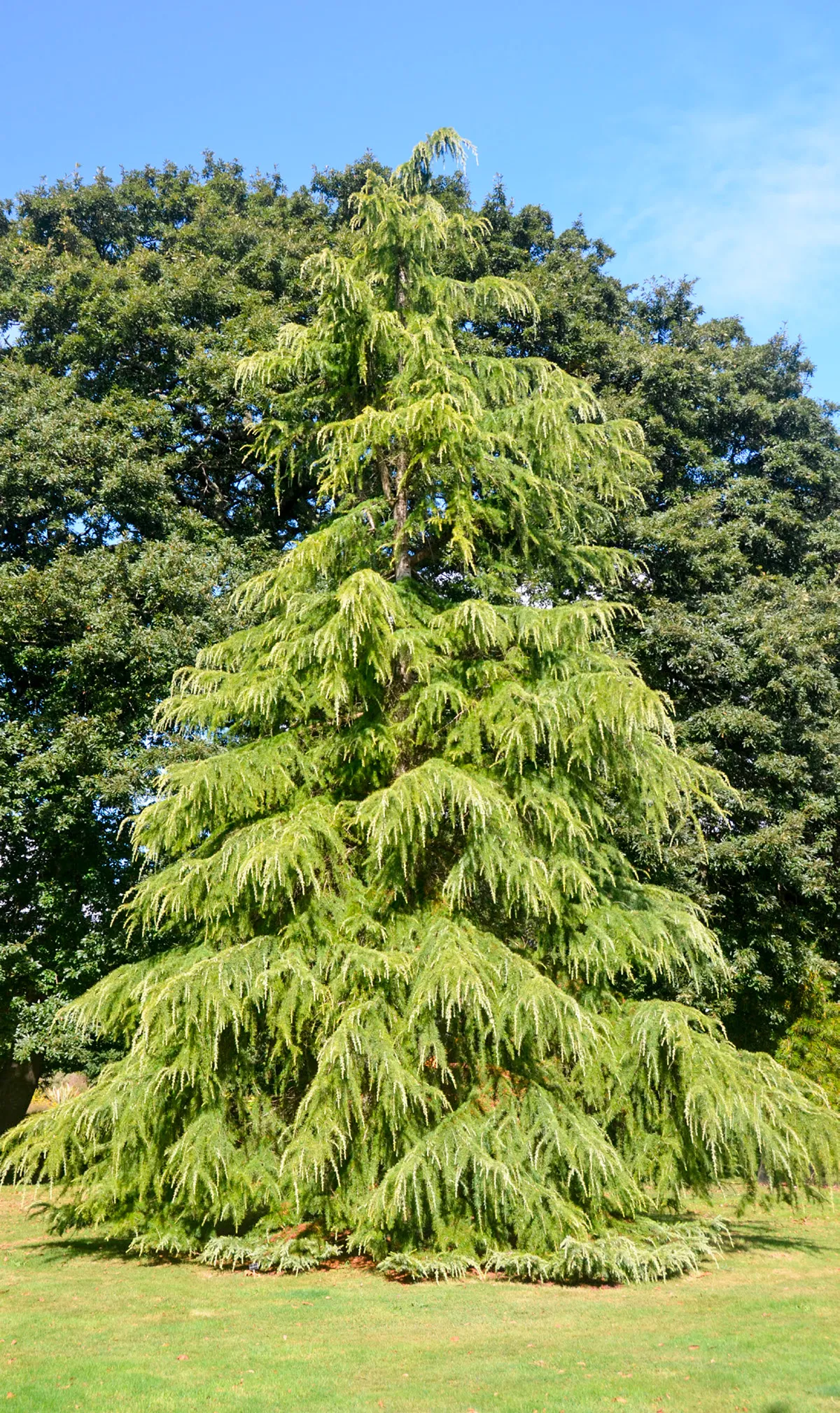 Cedrus deodara